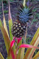 Alojamiento - Lodge Margouillat