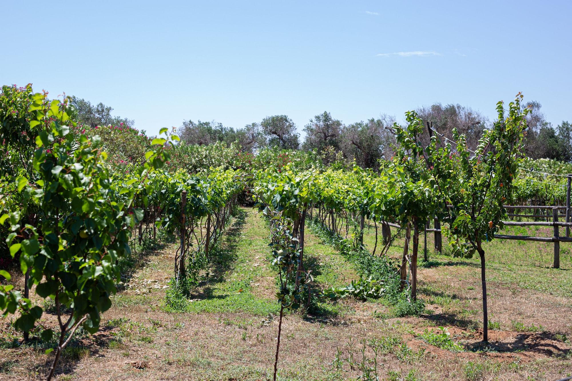 Vista Exterior Masseria Messapia Wine Resort & SPA