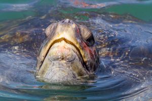 Actividad - Nado con tortugas en Máncora