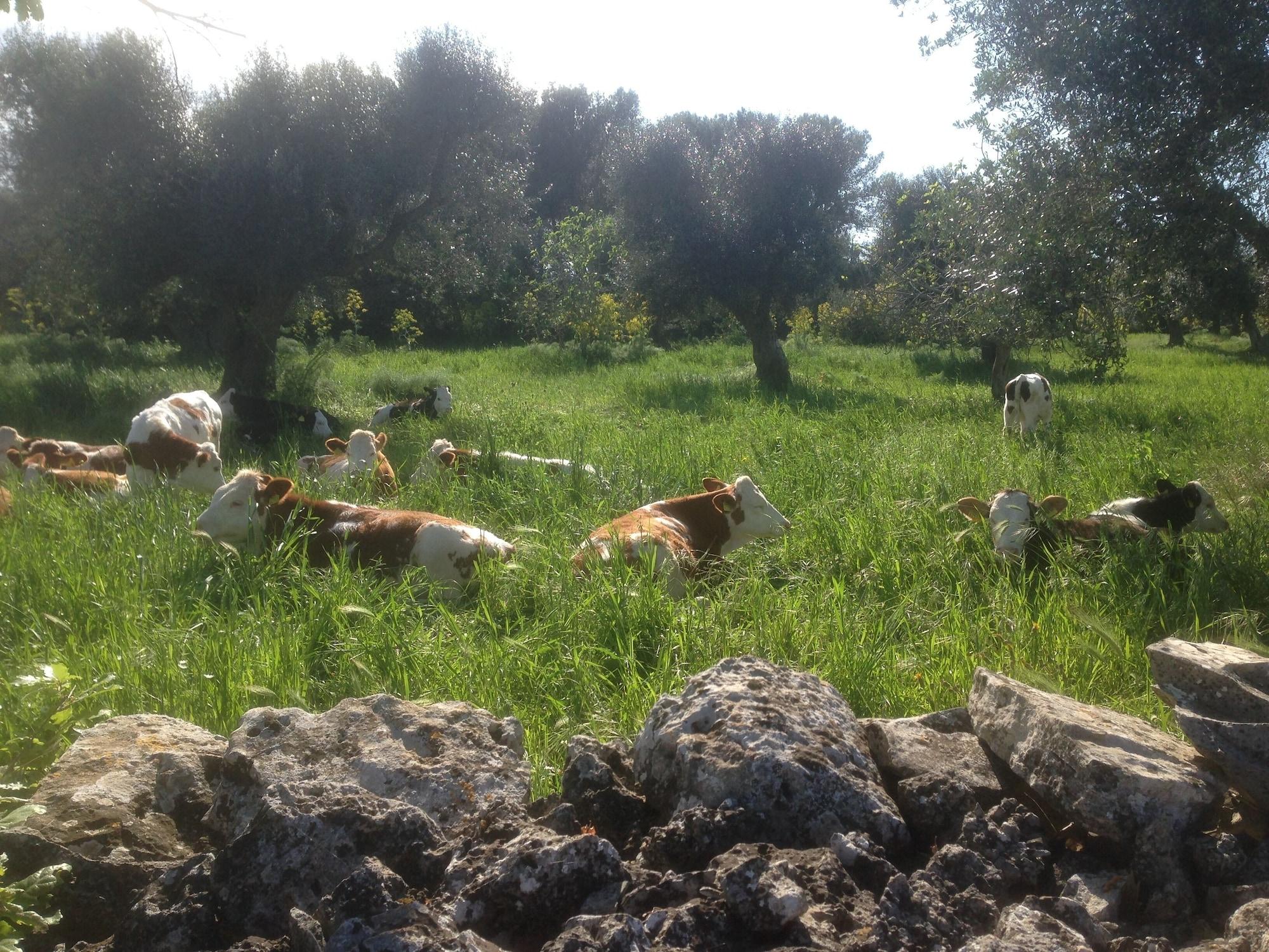Instalaciones Recreativas Masseria Nuove Caselle