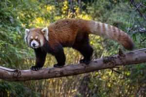 Actividad - San Diego Zoo