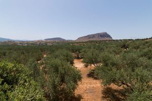 Alojamiento - Athena Villas Olive Grove & Estate