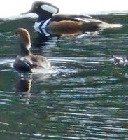 Alquiler Vacacional - Adventures awaits You!  Private Chalet near hiking trails, tubing, Gore Mtn.