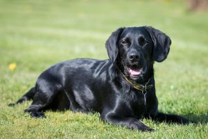 Alojamiento - Canaston Oaks