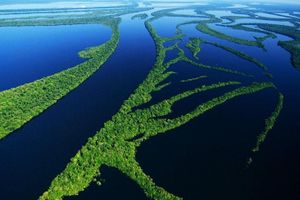 Actividad - Caminata de 8 horas por la selva del Amazonas y el archipiélago de Anavilhanas