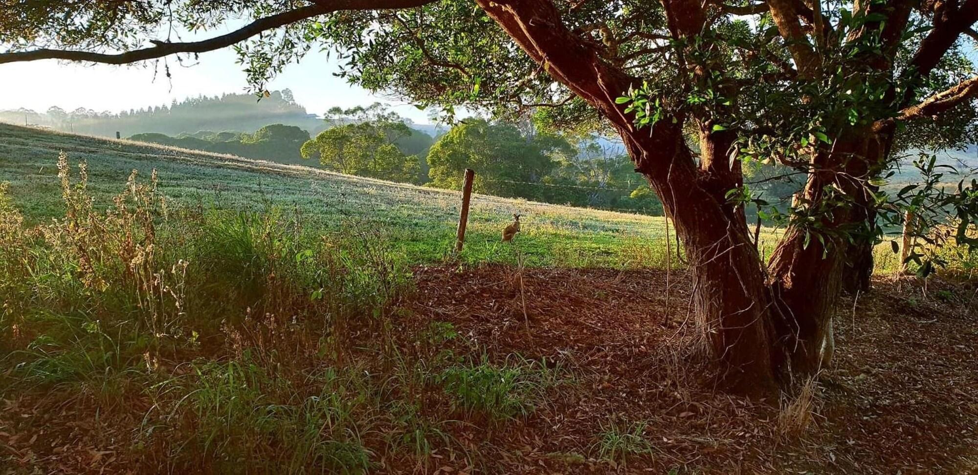 Comodidades del Alojamiento Yungaburra  Lodge