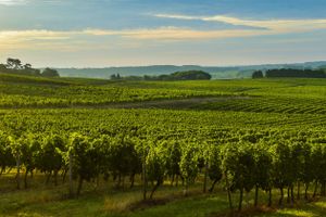 Activity - Graves and Entre-deux-Mers Winery Visits & Wine Tasting