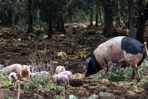 Actividad - Subaida: Visita guiada a una fábrica de quesos con degustación