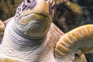 Actividad - Entradas a The Florida Aquarium