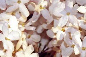 Alojamiento - Torettos