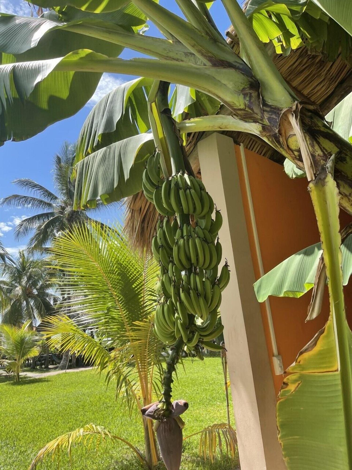 Vista Exterior Sambo Mambo Beach Hotel