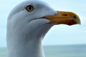 Alquiler Vacacional - Le Clos des Moines - The calm between sea and countryside