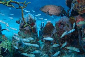 Actividad - Mini Curso de Buceo en Cartagena