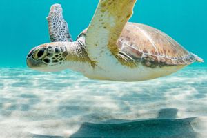 Actividad - Nado con tortugas en Los Órganos y Vichayito
