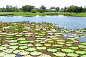 Actividad - Tour por el canal do Jari