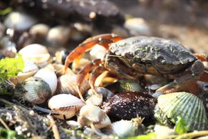 Alquiler Vacacional - Steffis-strand-schule Cuxhaven Wohnung Krabbe
