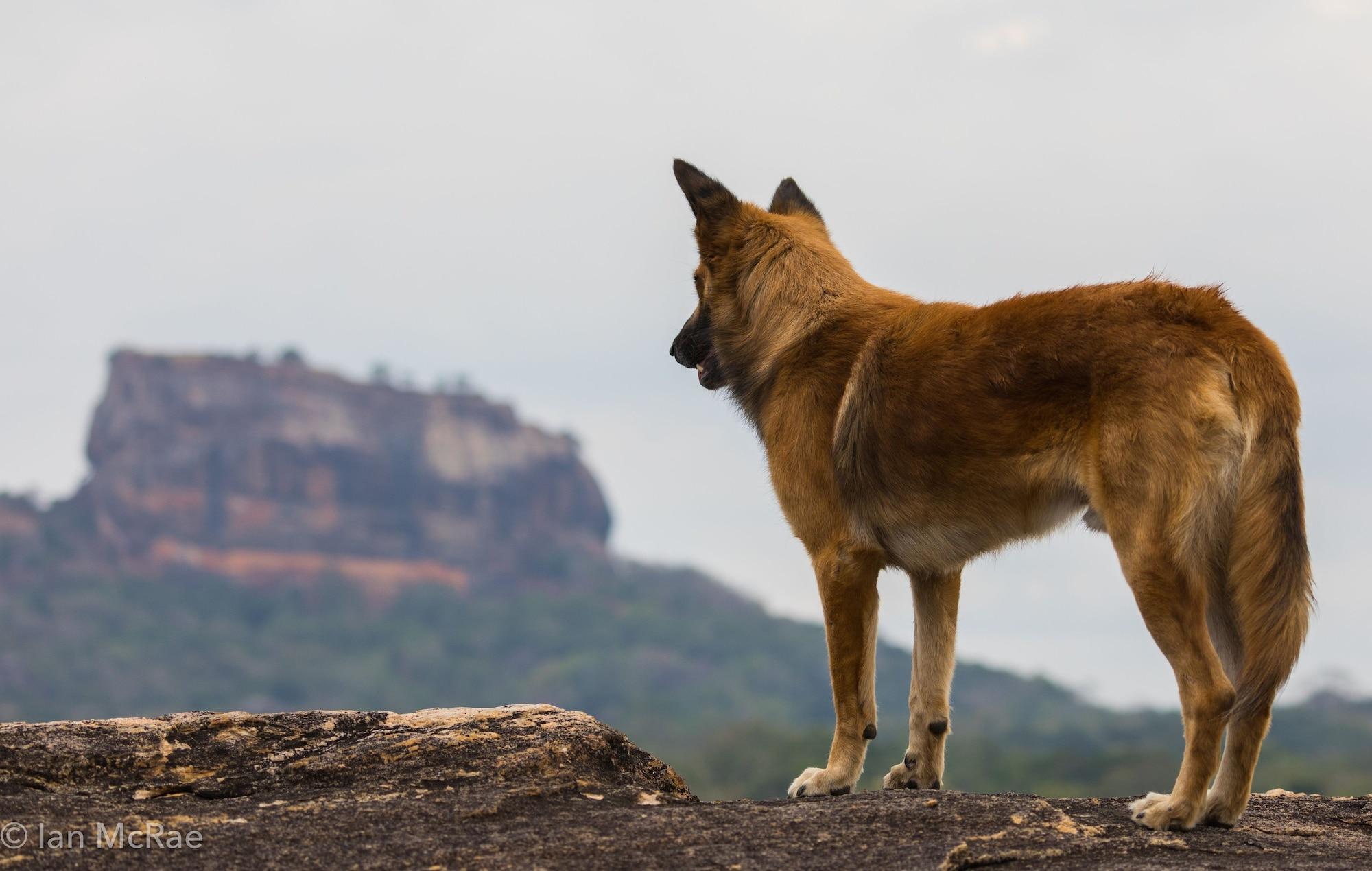 Equipamiento de Habitación Sigiri Choona Lodge