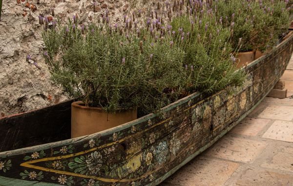 Orchid House San Miguel de Allende - Hoteles en San Miguel de Allende, Guanajuato: precios, zonas y ofertas