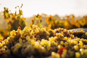 Actividad - Cata de vinos y descubrimiento de la costa - Excursión de medio día para grupos pequeños