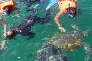 Actividad - BUCEO & SNORKELING EN PARACAS