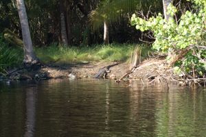 Actividad - Safari por los manglares