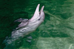 Actividad - Crucero de un día para avistamiento de ballenas en la isla Tangalooma con traslados en autobús