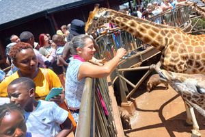 Actividad - Safari con tour clásico por la ciudad de Nairobi - Wi-Fi gratuito