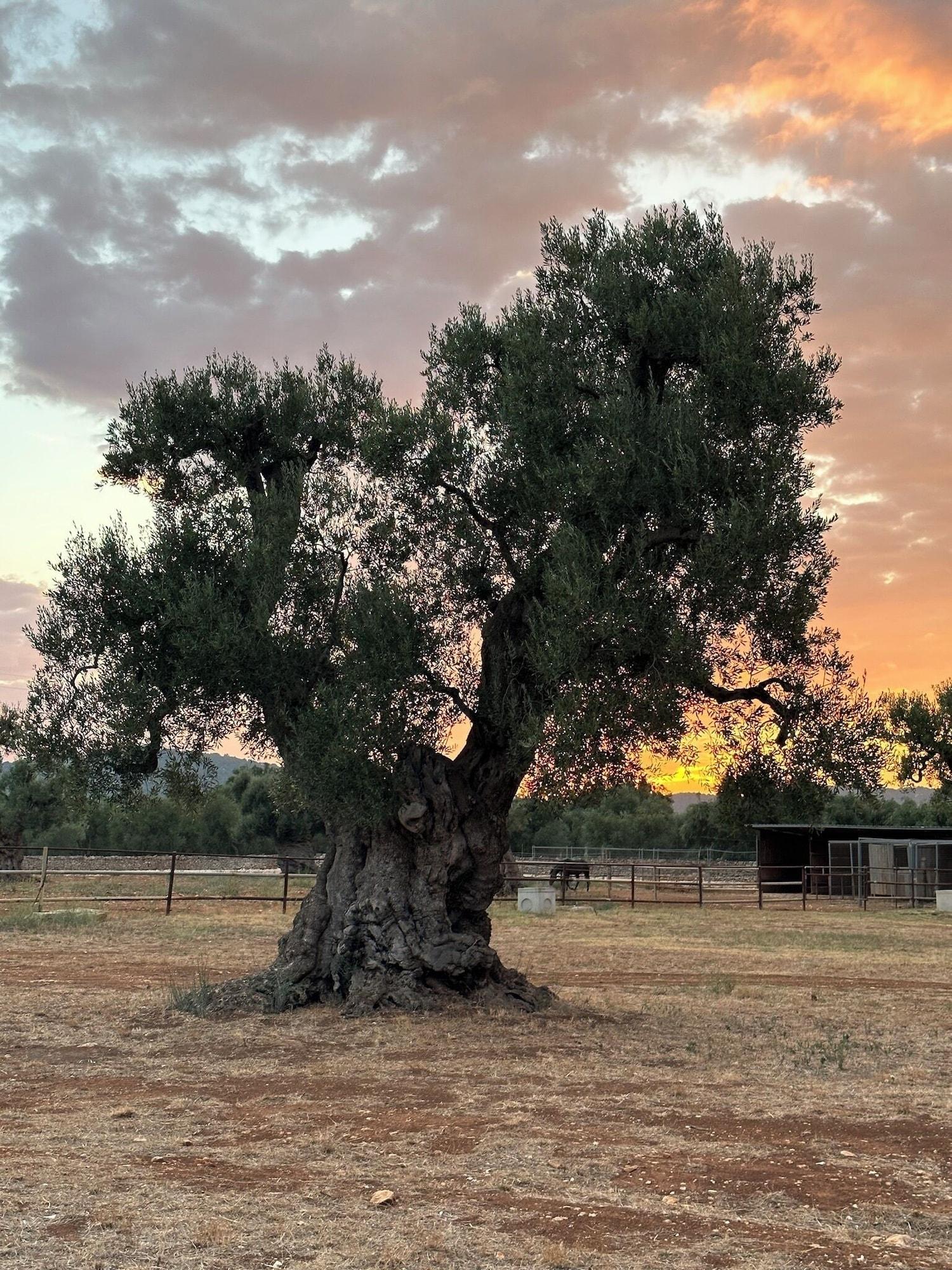 Varios Masseria Salamina