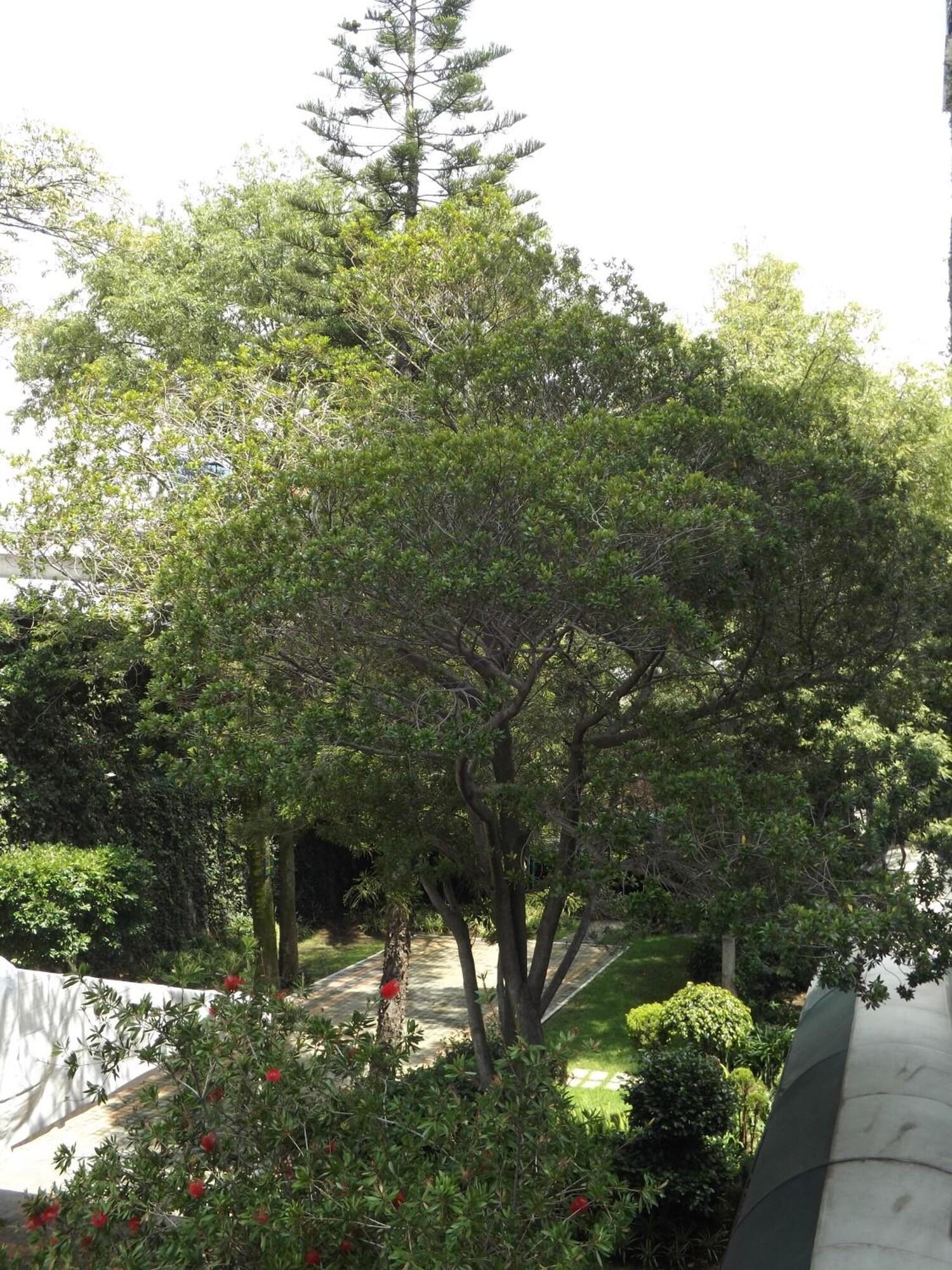 Vista Exterior Hotel Pedregal Palace