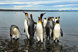 Actividad - Tierra del Fuego y encuentro con el Pinguino Rey