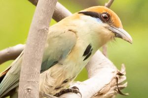 Actividad - Avistamiento de aves en Tepoztlán