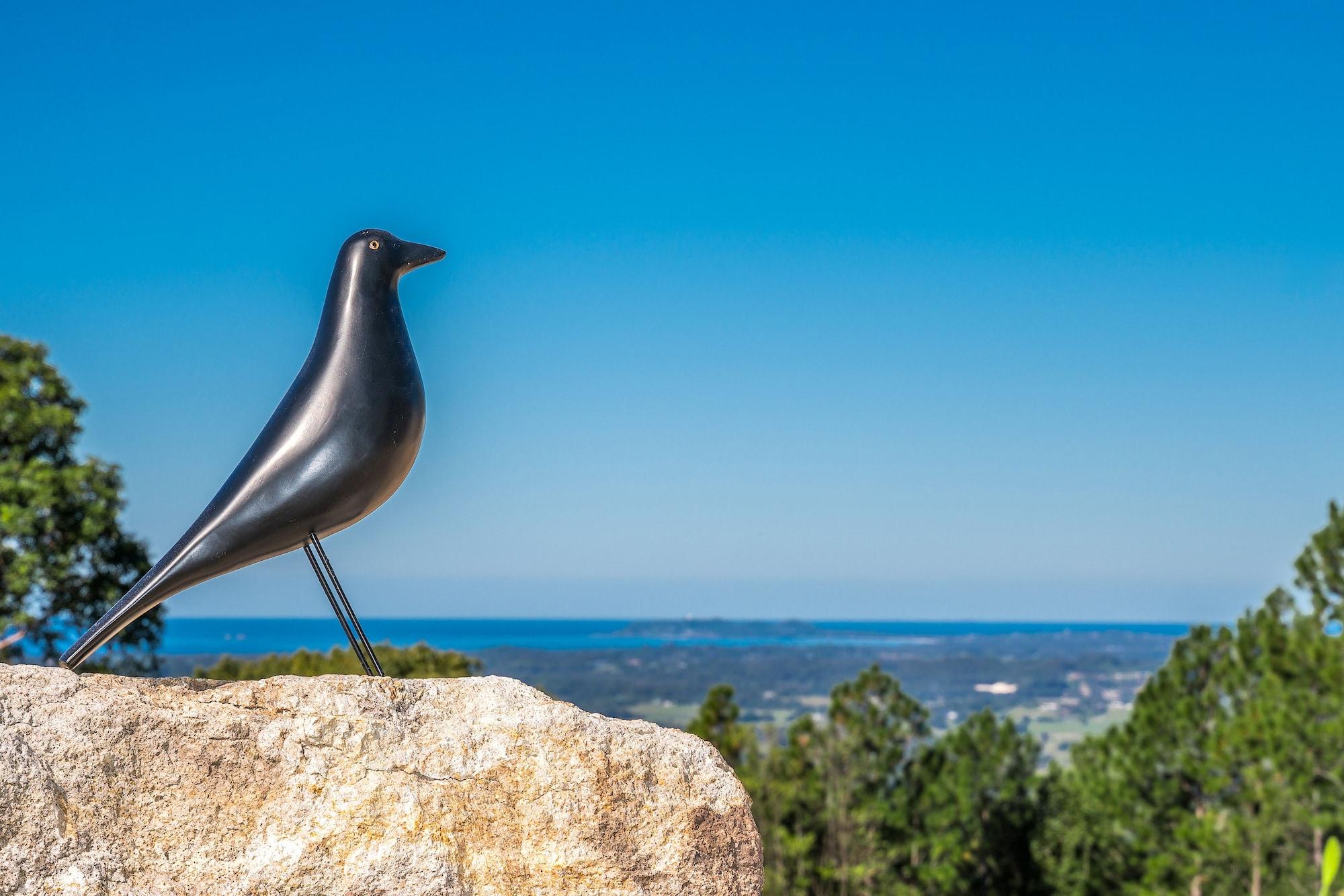 Playa Blackbird
