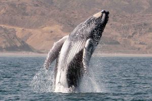 Actividad - PIK - Tour Observacion de Ballenas