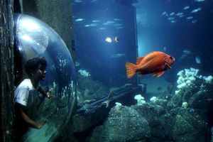 Actividad - San Francisco CityPASS® - Acceso a 4 atracciones