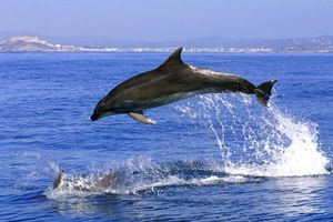 Actividad - Delfines en Gibraltar