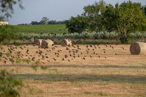 Alojamiento - La Maison d'Estournel