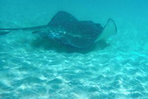 Alquiler Vacacional - Beachfront Paradise Condo - Great Snorkeling from the Beach!