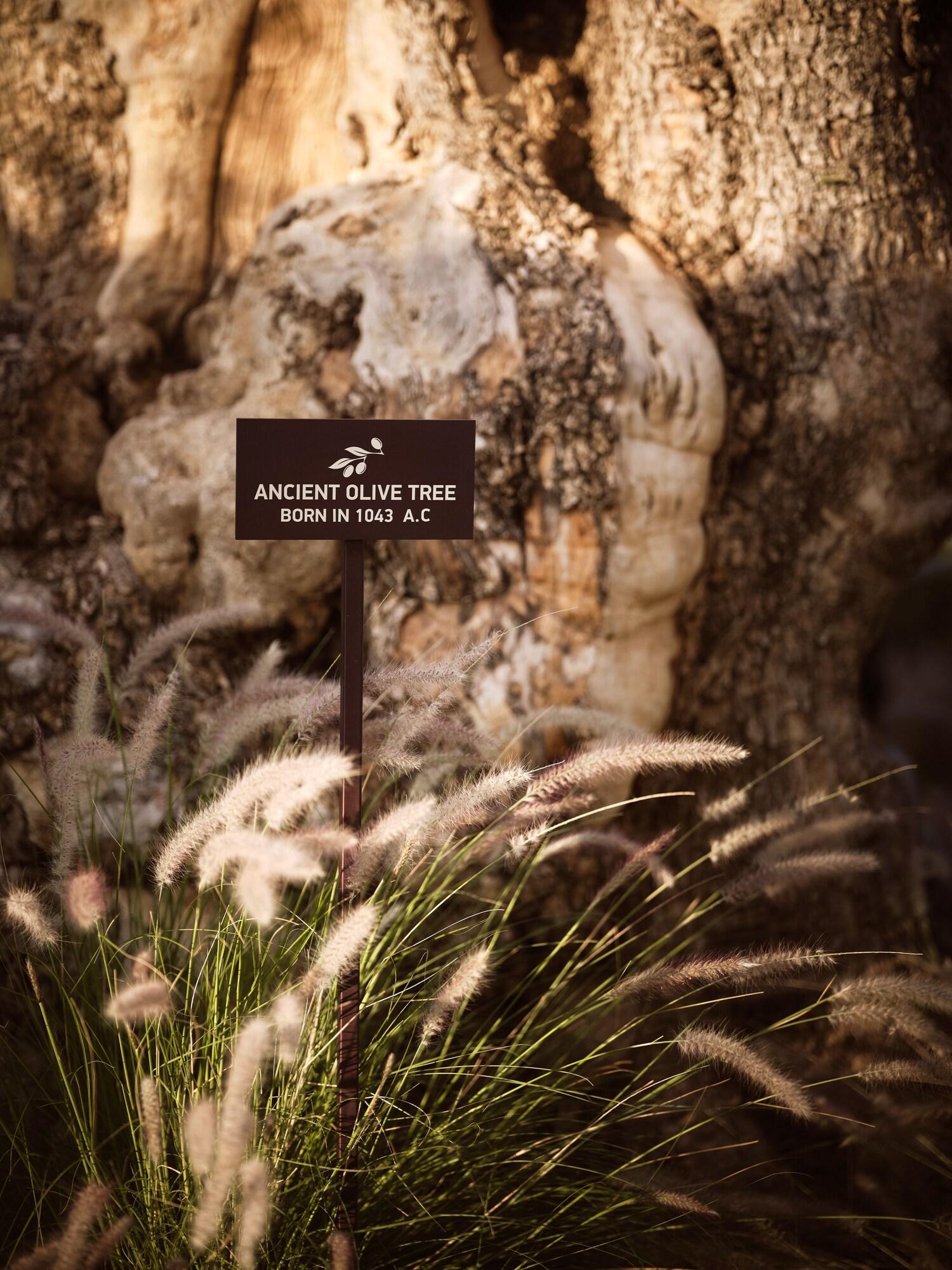 Restaurant Acro Wellness Suites - Adults Only