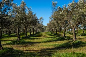 Alojamiento - Agriturismo Costantino