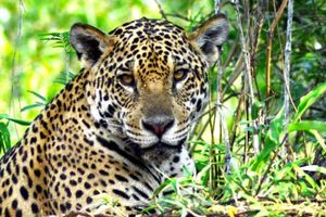 Actividad - Safari por el pantanal de Mato Grosso