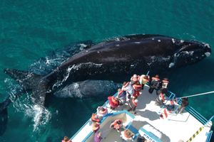 Actividad - Puerto Madryn: Full Day Península Valdés con avistaje de Ballenas en Puerto Pirámides