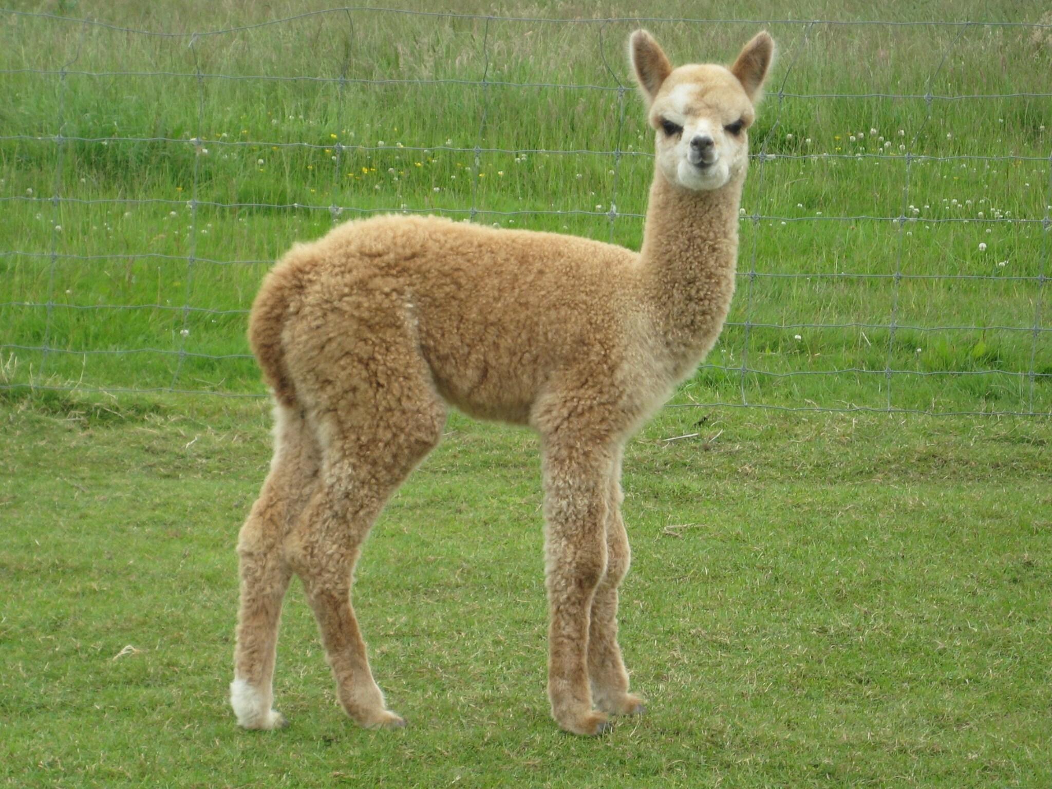 Instalaciones Recreativas 755 Regal Court