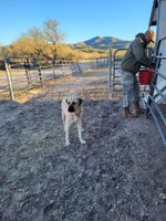 Alojamiento - New Vintage Trailer on 40 acre horse ranch close to wineries and fun outings.