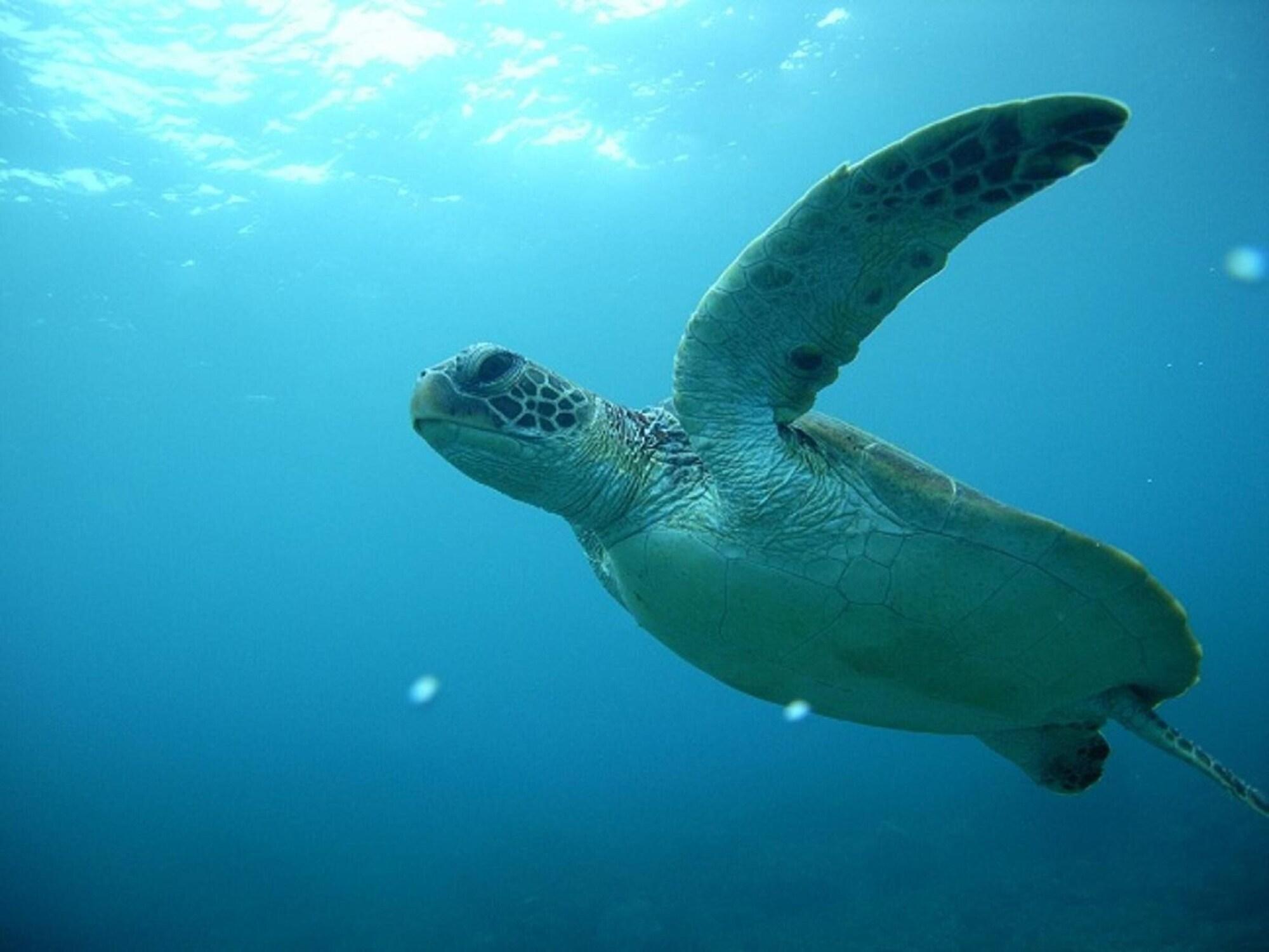 Gimnasio Minshuku Maetakeso - Hostel