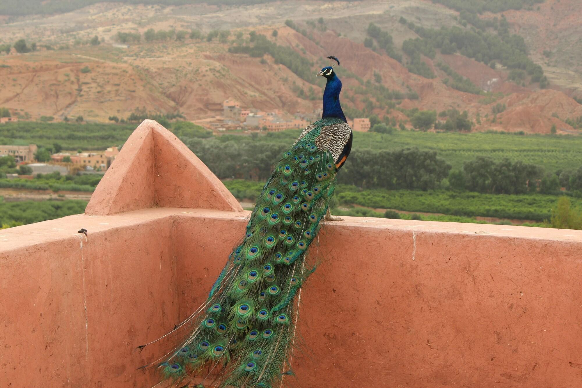 Comodidades del Alojamiento Riad Aslda