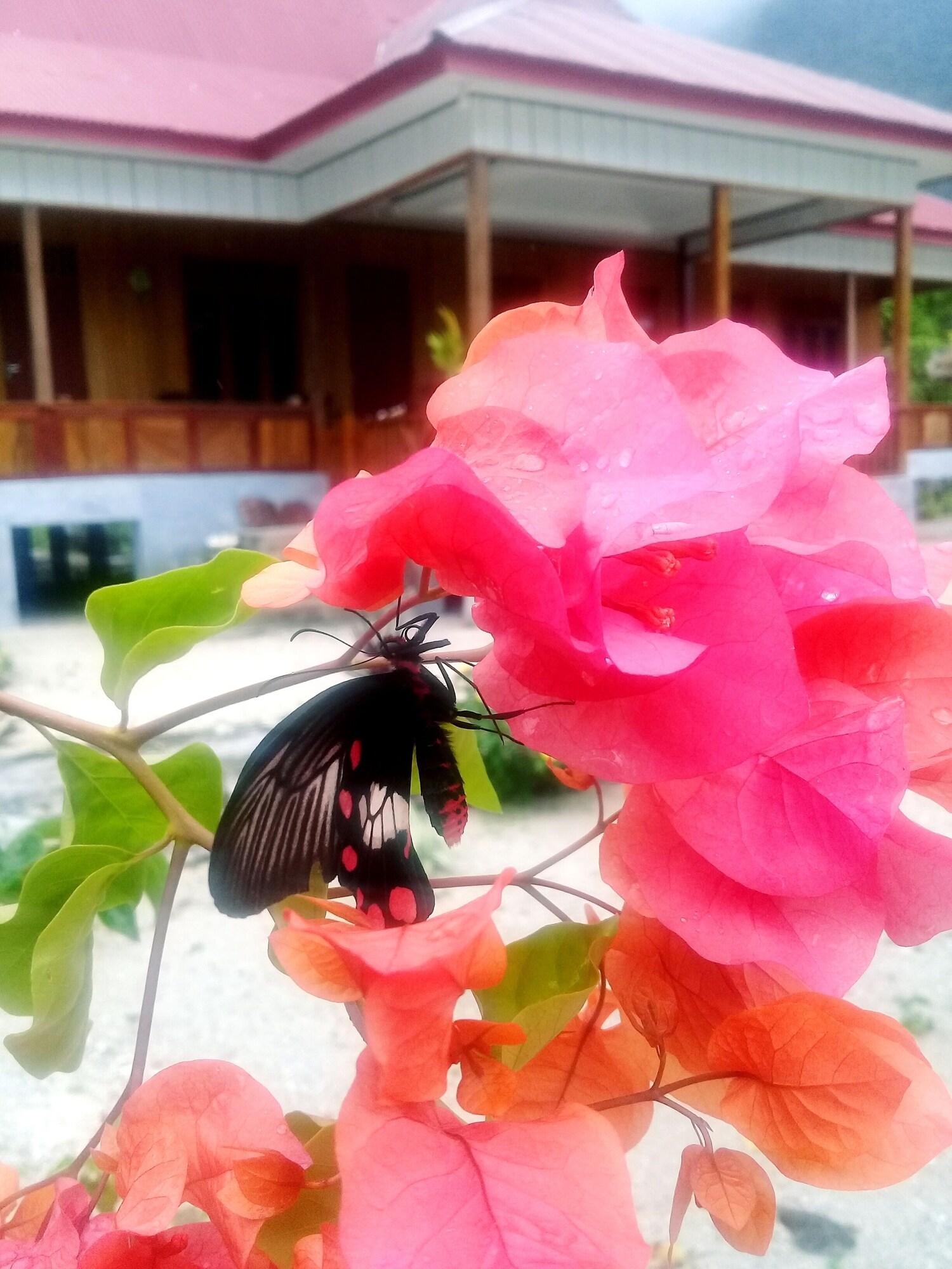 Vista Exterior Nusa Nalan Beach Resort