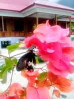 Alojamiento - Nusa Nalan Beach Resort