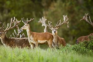 Alojamiento - Treetops Lodge & Estate