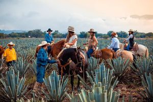 Actividad - Tour pueblo mágico de Tequila con entrada a Jose Cuervo -MX