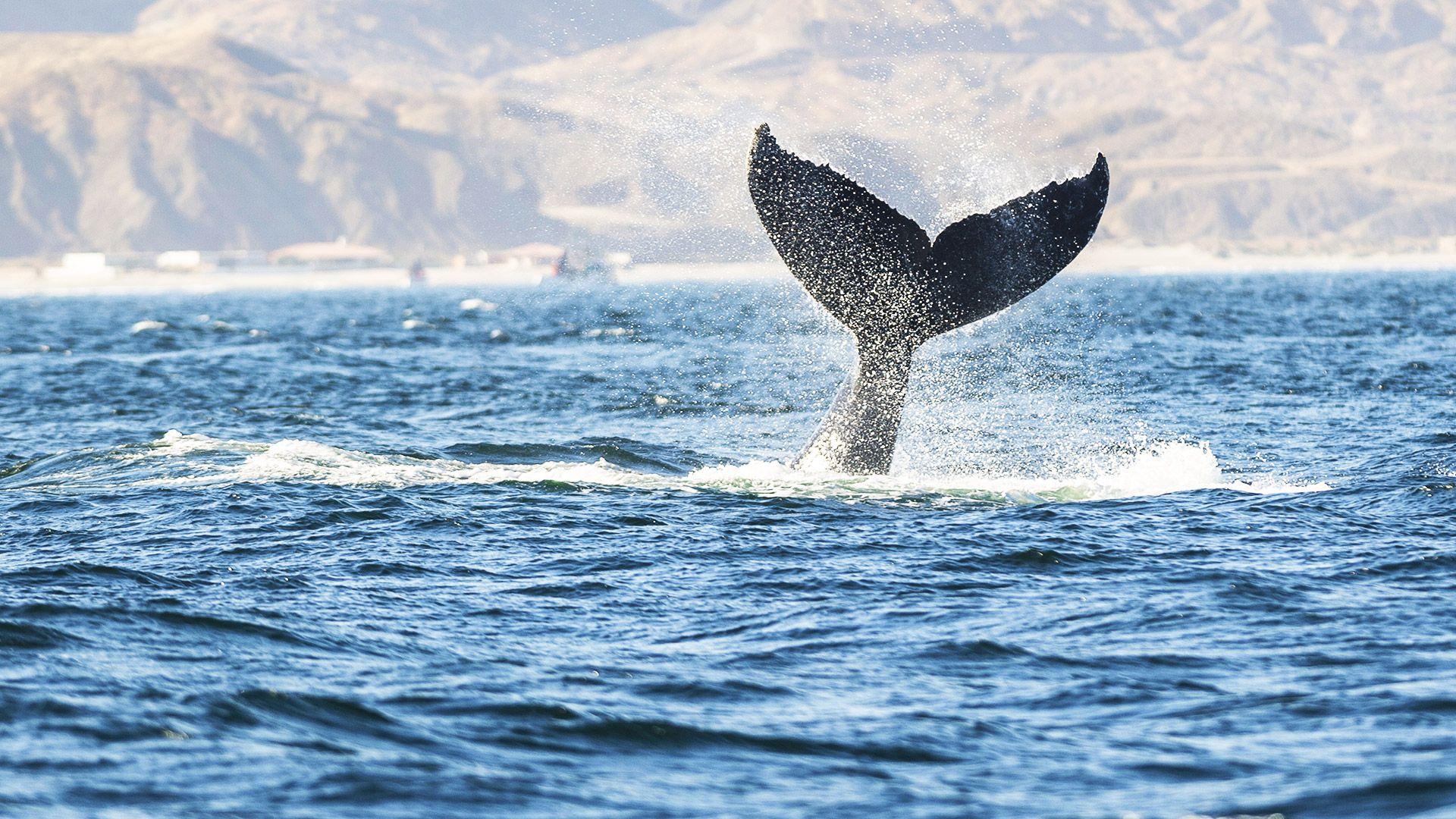 Vista al mar Bali Lodge Máncora